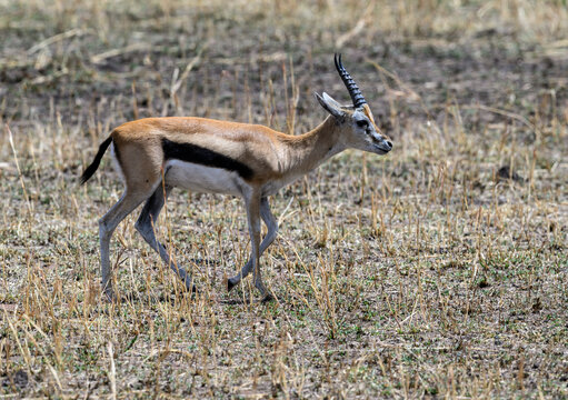 Thomson's Gazelle walking in the great plains of Serengeti ,Tanzania, Africa