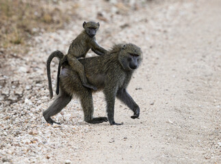 Baboon mother with baby on back, Tanzania, Africa