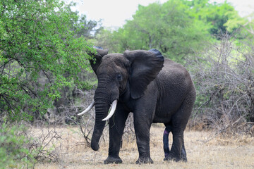 African Elephant in Serengeti National Park, Tanzania