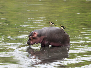 Hippo calf with red-billed oxpeckers standing in the water at Serengeti National park, Tanzania