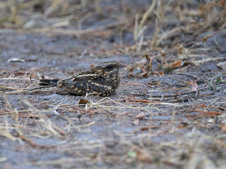 Square-tailed Nightjar or Mozambique Nightjar resting on the ground