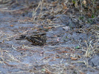 Square-tailed Nightjar or Mozambique Nightjar resting on the ground