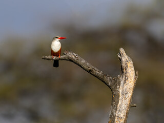 Gray-headed Kingfisher on dry tee branch in Serengeti, Tanzania