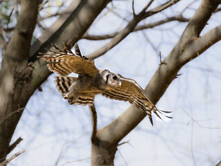 Verreaux's Eagle owl in flight against trees