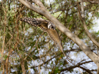 Verreaux's Eagle owl in flight against trees