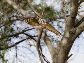 Verreaux's Eagle owl in flight against trees