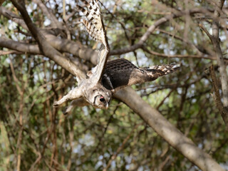 Verreaux's Eagle owl in flight against trees