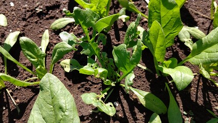 食害にあったホウレンソウ