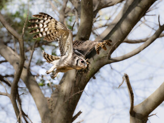Verreaux's Eagle owl in flight against trees