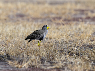 Wattled Lapwing,Vanellus senegallus,beautiful, bird, bushes, cap, crest, crested, cute, eye, glossy, golden, grass, grassland, hat, hidden, hide, hood, lapwing, legs, life, meadows, nature, seek, smal