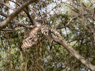 Verreaux's Eagle owl in flight against trees
