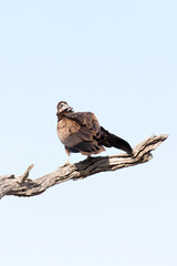 A photo of hooded vulture