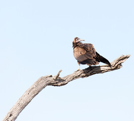 A photo of hooded vulture