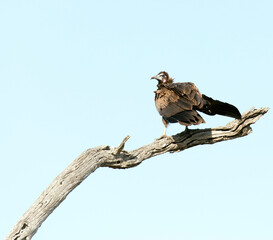 A photo of hooded vulture