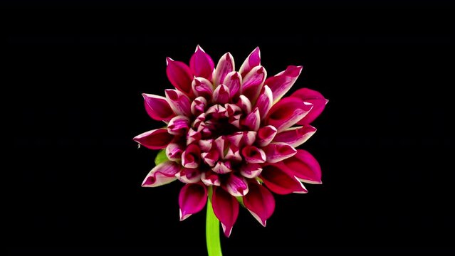 Timelapse of a beautiful Red Dahlia flower that completely opens up on a black background