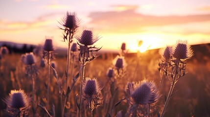 A vibrant Twilight Thistle field at sunset, swaying gently in the breeze, illuminated by the warm,...