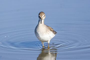タカブシギと水面に写るその姿