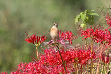 彼岸花にとまるノビタキ