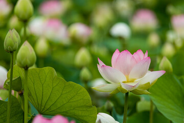 Obraz premium 満開のハスの花