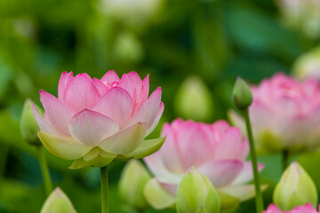 Obraz premium 満開のハスの花