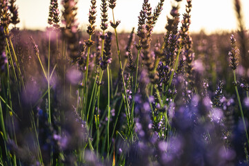 Lavender field with summer blue sky close-up, sunset, rays, Ukraine, retro toned, web banner format