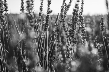 Black and white photo. Lavender field with summer blue sky close-up, sunset, rays, Ukraine, retro...