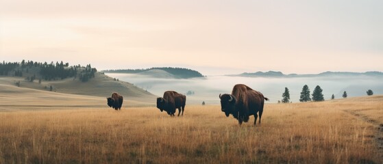 Three bison walking across a field with fog in the background. Generative AI.