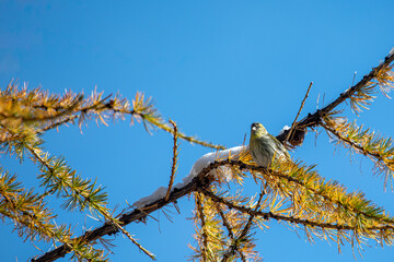 European serin - Serinus serinus - rest on a larch branch in oktober