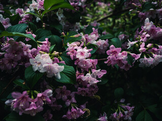 Spring flowers in the garden