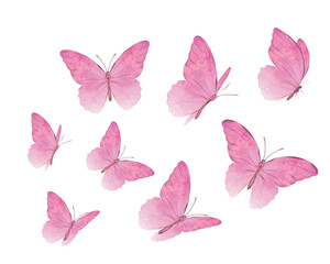 collection of butterflies watercolor 