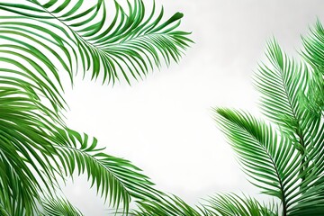 Fototapeta na wymiar palm leaves frame