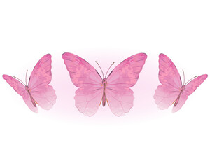 watercolor butterfly on white background