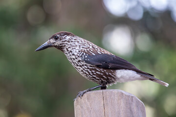 Portrait of a eurasian nutcracker bird on a branch of a tree, Nucifraga caryocatactes