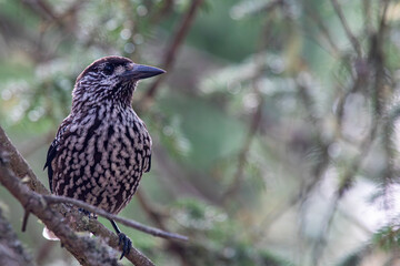 Portrait of a eurasian nutcracker bird on a branch of a tree, Nucifraga caryocatactes