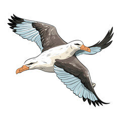 Hand Drawn Flat Color Albatross Illustration