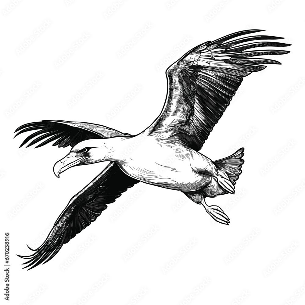 Canvas Prints Hand Drawn Sketch Albatross Illustration