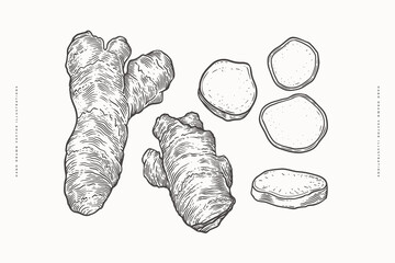 Ginger root whole and sliced in engraving style. Spicy plant for cooking and drinks. Concept of organic food. Design element for markets, shops, cafes, restaurants. Vintage botanical illustration.