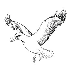 Hand Drawn Sketch Albatross Illustration