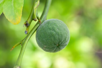 Fruit of a trifoliate orange, Citrus trifoliata