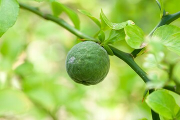 Fruit of a trifoliate orange, Citrus trifoliata