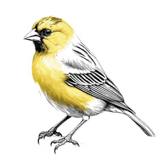 Hand Drawn Flat Color Canary Bird Illustration - obrazy, fototapety, plakaty