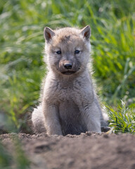 Wolf Pup, Intimate Encounter with a Canis Lupus Puppy in the Wild: Close-Up of a Grey Timber Wolf Cub in Nature.  Wildlife Photography. 