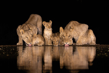 Two lionesses with three cubs drinking at night