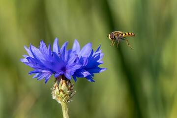 Action shot of a hoverfly approching a corn flower