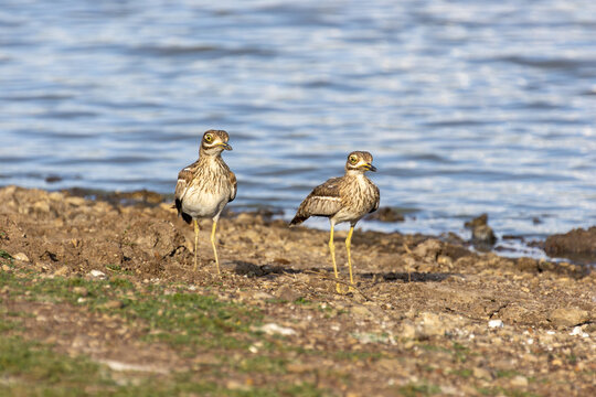 A pair of water thick-knees standing on the shore