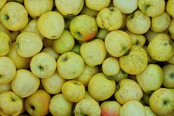 texture with yellow fresh ripe juicy dirty delicious natural round sweet homemade apples with vitamins