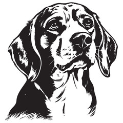 Fototapeta premium Beagle portrait black and white
