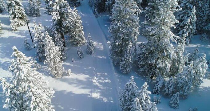 Aerial footage of snow covered trees and snow packed road