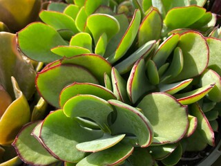 Vibrant Kalanchoe Succulent with Fleshy Leaves