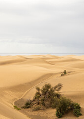 Fototapeta na wymiar View over the dunes of Maspalomas on Gran caniria
